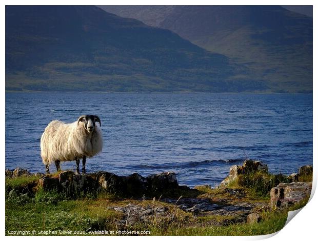 Sheep's Shore Print by Stephen Oliver