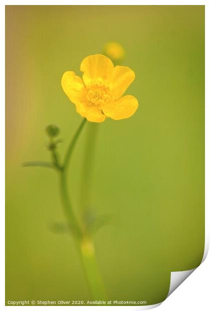 A Lone Buttercup  Print by Stephen Oliver