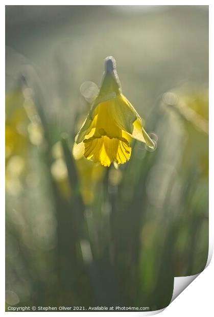 Backlight Daffodil Print by Stephen Oliver