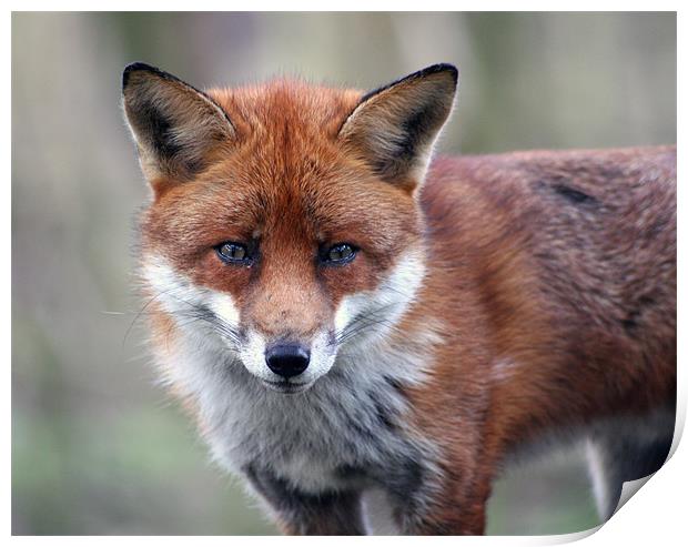 Red Fox Print by Nige Morton