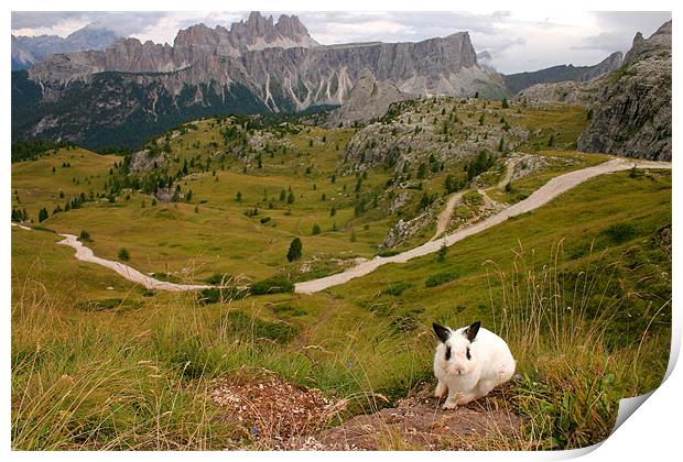 Rabbit on the edge  Print by Normunds Spakovskis