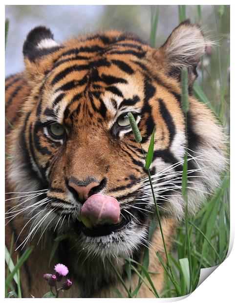 Siberian Tiger Print by David Borrill