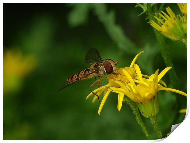 Hoverfly Print by Clive Washington