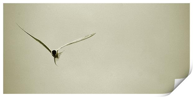 one good tern Print by elisa reece