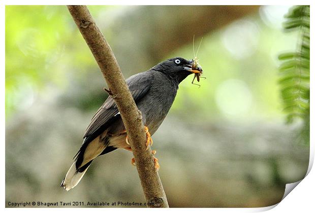 Jungle Myna Print by Bhagwat Tavri