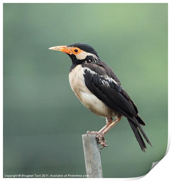 Pied Myna Print by Bhagwat Tavri