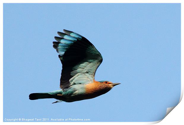 Indian Roller Print by Bhagwat Tavri