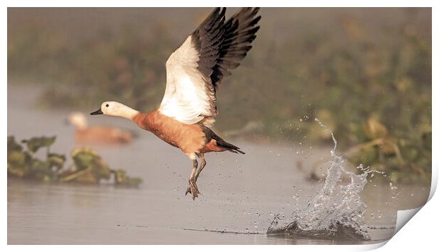 Ruddy shelduck....Take-off.... Print by Bhagwat Tavri