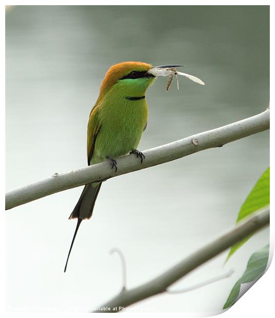 Green Bee-eater with prey Print by Bhagwat Tavri