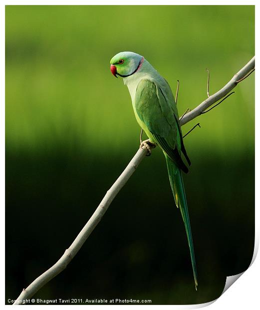 Rose-ringed parakeet [m] Print by Bhagwat Tavri