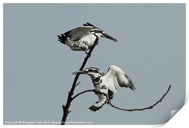 Pied Kingfisher in a pair Print by Bhagwat Tavri