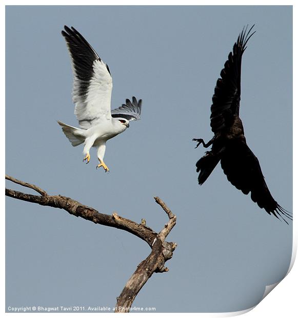 Black-shouldered Kite keeping away House Crow Print by Bhagwat Tavri