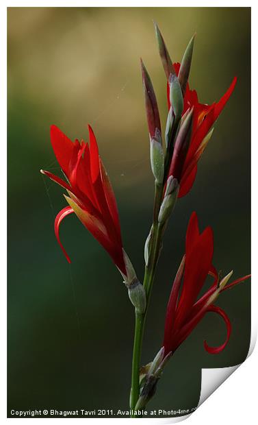 Gladiolus Print by Bhagwat Tavri