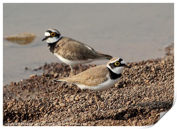 Little Ringed Plover Print by Bhagwat Tavri