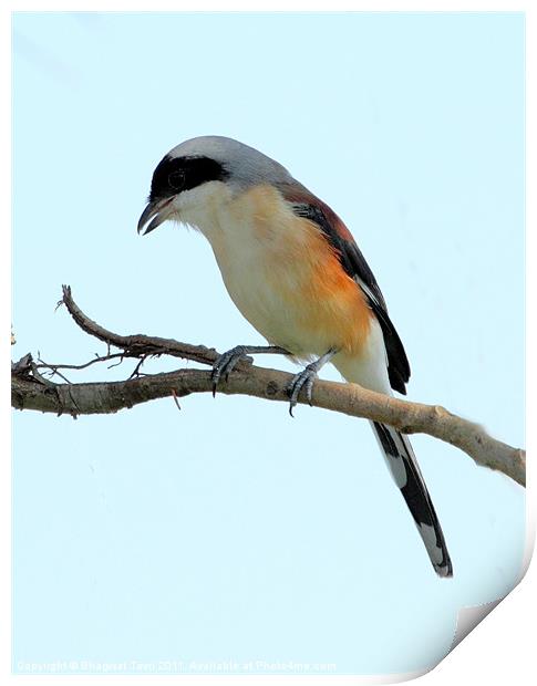 Long-tailed Shrike Print by Bhagwat Tavri