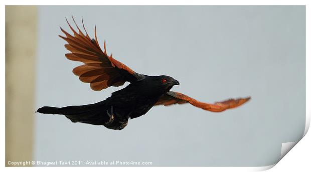 Greater Coucal in flight Print by Bhagwat Tavri
