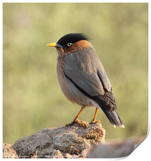 Brahminy Starling Print by Bhagwat Tavri