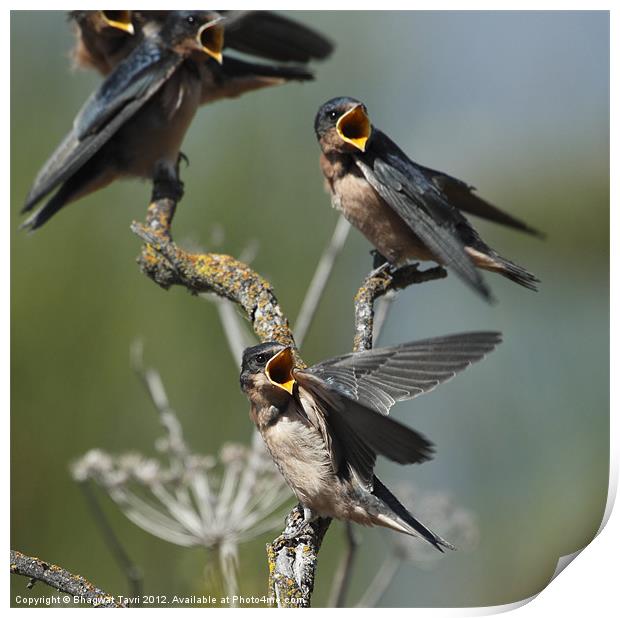 Barn Swallow babies asking for food.... Print by Bhagwat Tavri