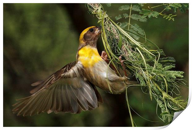 Baya Weaver.....weaving nest.... Print by Bhagwat Tavri