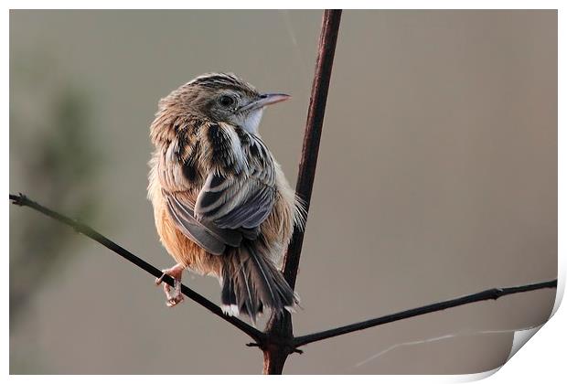 Zitting Cisticola Print by Bhagwat Tavri