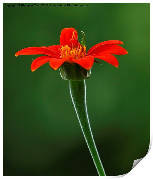  Zinnia Print by Bhagwat Tavri