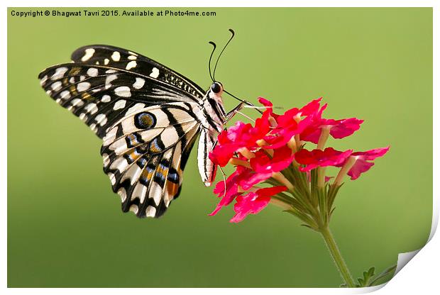 Common  Lime Butterfly Print by Bhagwat Tavri