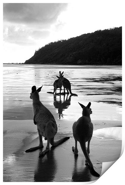 Kangaroos on the Beach  Print by Victoria Ashman