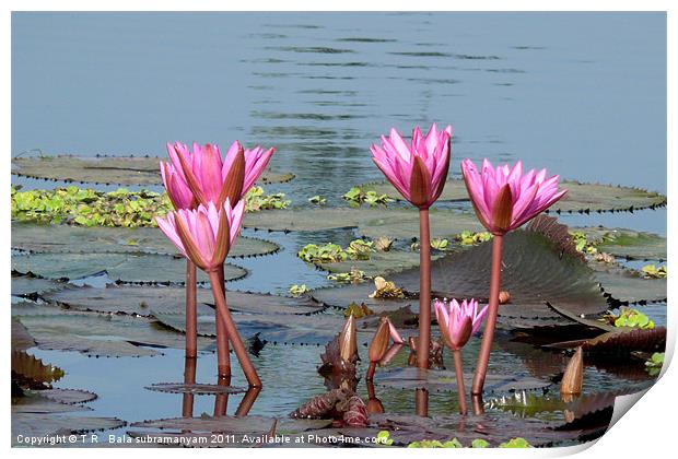 Water Lillies Print by T R   Bala subramanyam