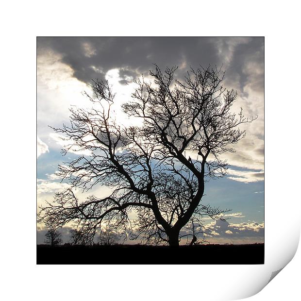 Tree Silhouette  Print by Rodney Tonge