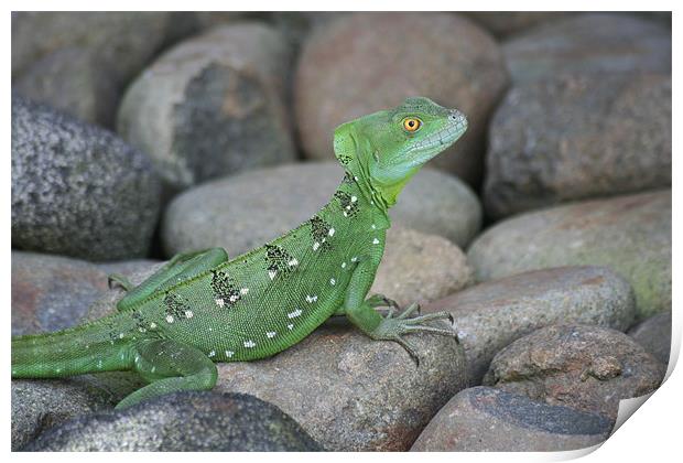 Jesus Christ Lizard Print by Simon Case