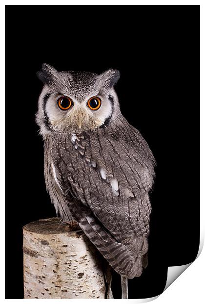 Southern White Faced Owl Print by Mark Kyte