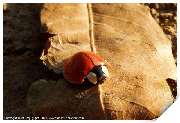 lady bug Print by anurag gupta