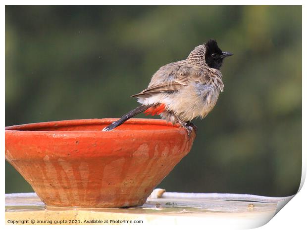 Bulbul Print by anurag gupta