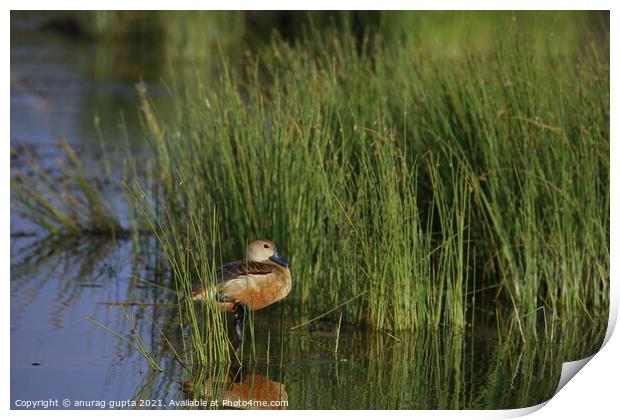 The Whistling Duck  Print by anurag gupta