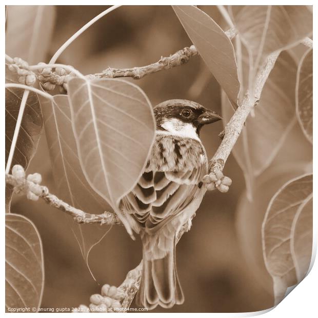 Sparrow Print by anurag gupta