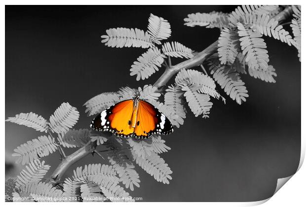 Plain Tiger Butterfly Print by anurag gupta