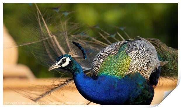 Peacock Print by anurag gupta