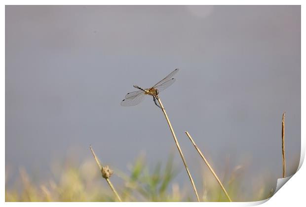 Dragon fly Print by anurag gupta