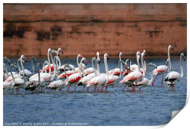 Flamingos Print by anurag gupta