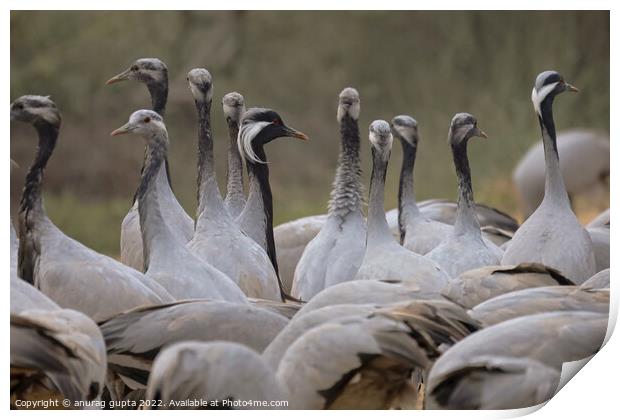 Demoiselle Cranes Print by anurag gupta