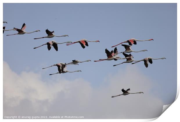 flying flamingos  Print by anurag gupta