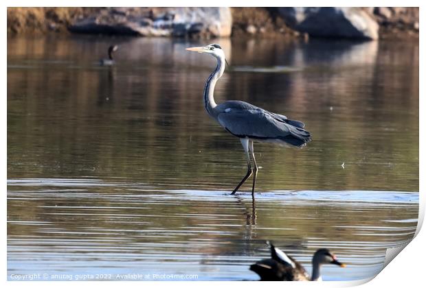 Heron  Print by anurag gupta