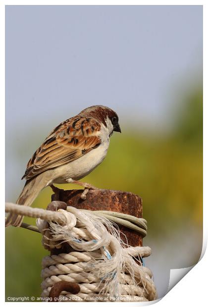 sparrow Print by anurag gupta