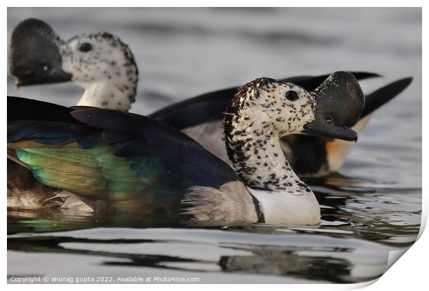 knob billed ducks in Jodhpur India Print by anurag gupta