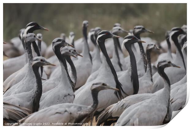 Demoiselle cranes Print by anurag gupta