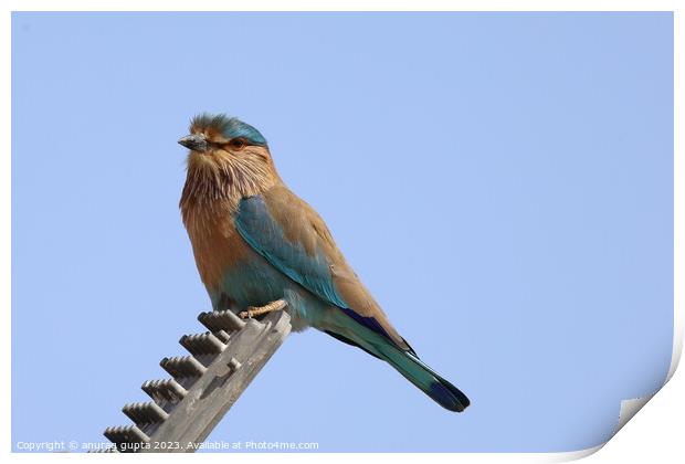 Indian Roller Print by anurag gupta