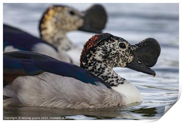 The knob-billed duck Print by anurag gupta