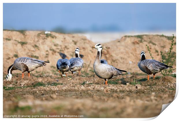 A flock of seagulls standing on grass Print by anurag gupta