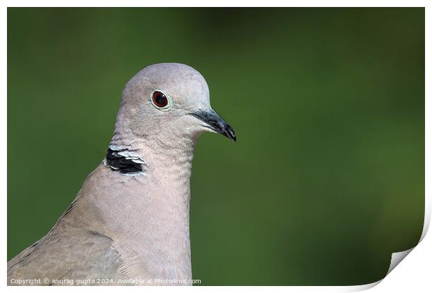 dove Print by anurag gupta