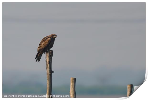 black kite Print by anurag gupta